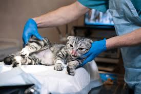 Post-operative Care and Complications for Feline Ovariohysterectomy